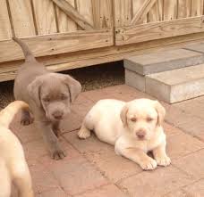 Champagne Labrador Puppies Prices Rockin B Labradors Labradorretriever Golden Labrador Puppies Labrador Retriever Black Labrador Retriever