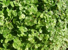 Image result for Pilea sublucens