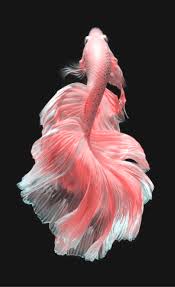 Type Of Betta Fish If You Are Like Me And Have A Strong Passion For Freshwater Aquariums You Have Probably Conside Betta Fish Beautiful Fish Betta Fish Types