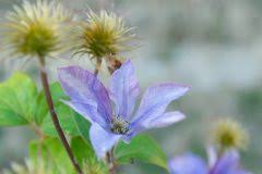 We did not find results for: Winterharte Clematis Diese Sorten Vertragen Frost