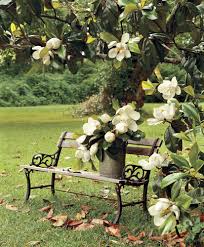 We did not find results for: Why The Magnificent Magnolia Is A Southern Tradition At Christmas Southern Living