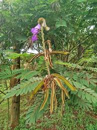 Image result for Tephrosia vogelii