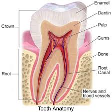 These factors determine the cost of your root canal: Root Canal Cost Best Dental In Houston Tx Dr Jasmine Naderi