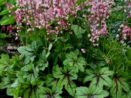 Heucherella Pink Fizz Blue Sky Nursery Plants will ship on the first available ship date. heucherella pink fizz blue sky nursery
