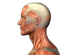 Head-Up : co-designing novel neck orthosis for neck weakness in MND