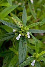 Image result for Leucas