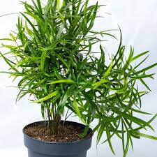 Image result for Asparagus falcatus