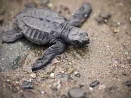 Hawksbill sea turtles are a species of marine turtles distributed worldwide. Sea Turtle Species Wwf