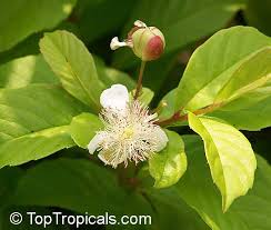 Image result for Tetracera