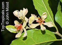 Image result for Grewia microthyrsa