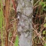 Image result for Anthocleista vogelii