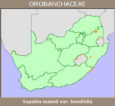 Image result for Sopubia mannii