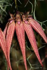 Image result for Bulbophyllum sandersonii