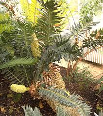 Image result for Cycadaceae