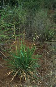 Image result for Panicum adenophorum