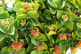 The fat trailing stems prefer full. Choose The Best Succulents For Landscaping