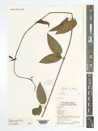 Image result for Pentarrhinum