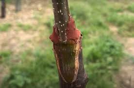 Would you like to graft new varieties onto your mango trees? Grafting Suffolk Fruit And Trees The Fruit Tree Specialists