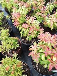 Image result for Pieris japonský bonfire obrázek