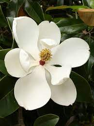 Magnolia Grandiflora Southern Magnolia World Of Flowering Plants Southern Magnolia Tree Magnolia Grandiflora Magnolia Flower