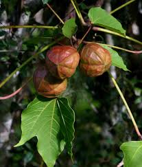 Image result for Vernicia