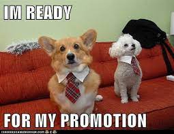 See more ideas about job memes. I Has A Hotdog Job Funny Dog Pictures Dog Memes Puppy Pictures Pictures Of Dogs Dog Pictures Funny Pictures Of Dogs Dog Memes Puppy Pictures Doge Cheezburger