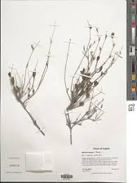 Image result for Barleria crossandriformis
