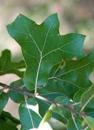 Kansas Wildflowers And Grasses Blackjack Oak