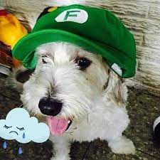 Club Mundo De Chicas - Hace unos momentos Fernanfloo acaba de confirmar que  Curly su perrito perro ha fallecido hace unos días. QDP | Facebook