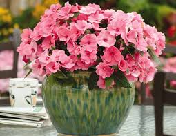 Image result for Impatiens briartii