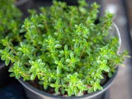 We did not find results for: Information On Thyme Growing Indoors