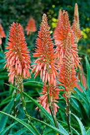 Image result for Aloe arborescens