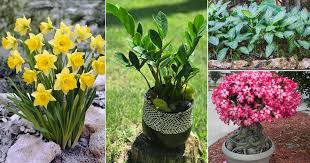 You do not have to be a plant lover to know what rose is. 20 Impossible To Kill Outdoor Plants In India India Gardening