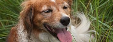 Check spelling or type a new query. Dog Microchipping Why Microchip Your Dog Purina