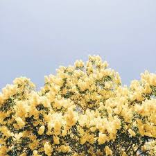 It Was All Yellow Yellow Aesthetic Yellow Aesthetic Pastel Flower Aesthetic
