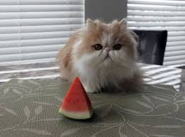 Pin On Too Too Cute Cats