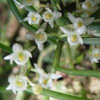 Image result for Liparis deistelii