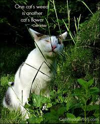 They have not forgotten this. no amount of time can erase the memory of a good cat, and no amount of masking tape can ever totally remove his fur from your couch. Garden Weed Quotes Quotesgram