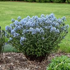 Already read now reading want to read. Amsonia Tabernaemontana Storm Cloud Walters Gardens Inc