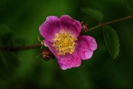 Image result for Rosaceae