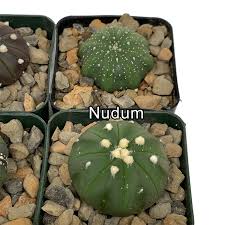 Image result for Thesium asterias