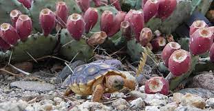 Remember that many of these plants double as butterfly nectar and/or larval food plants. Desert Reptiles Amphibians Cactus Garden The Sonoran Desert With Child Friendly Facts