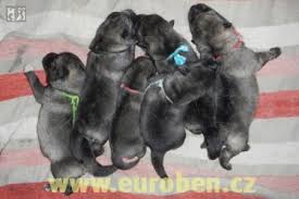 Image result for norský losí pes šedý