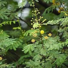 Image result for Acacia nilotica