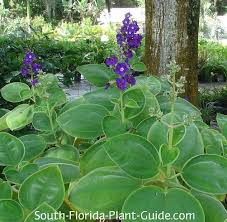 I cut tibouchina heteromalla back at during the winter to pencil sized wood as most of the smaller branches die anyway. Tibouchina