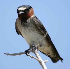 Birds That Make Mud Nests On Houses Cliff Swallow Zane Grey Called This Bird A Canyon Swallow Photo By Jack Binch Coastal Birds Wild Birds Bird