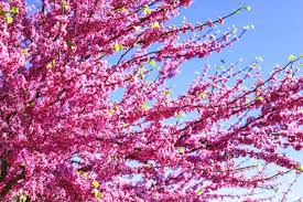 The rising sun redbud wilson bros. How To Choose Plant And Grow A Redbud Tree Hgtv