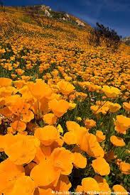 California Poppy Photo California Poppy Wild Flowers Landscape