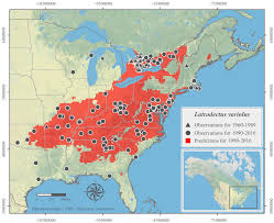 Where do black widows live? Black Widow Spiders Creep Northward Cbc News