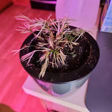 Image result for Actiniopteris dimorpha